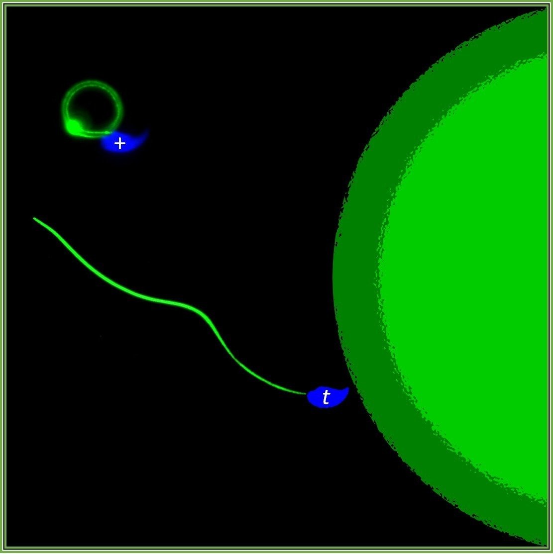 毒の影響によりt-ハプロタイプという遺伝子を持つ精子だけが直進でき、通常の精子は円を描いてぐるぐる回ってしまう。