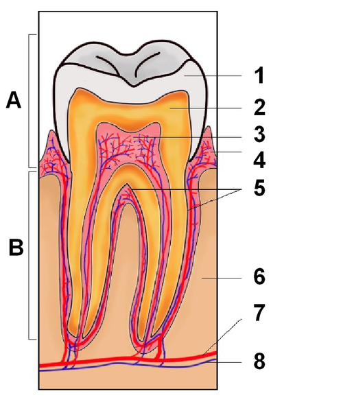 1.エナメル質、2.象牙質、3.歯髄