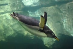 ペンギンの真の力は水の中で発揮される。