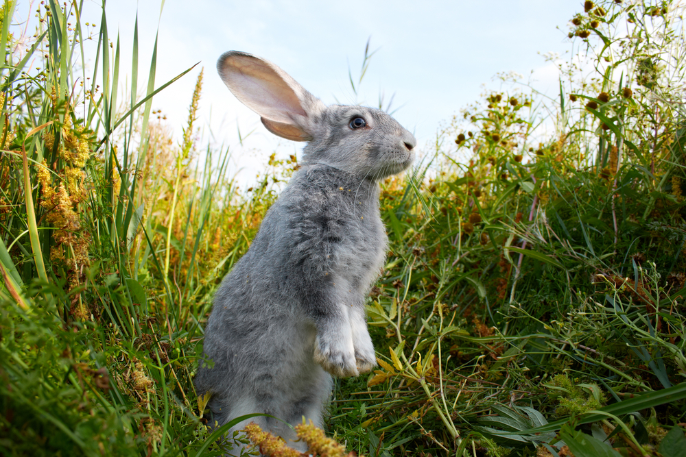 もっと大きなウサギがいない理由を解明　他の草食動物が進化を抑圧していた？（京都大学）の画像 2/3