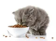 ネコがよく食べ残しをする理由は？