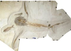 発見されたミラルカの化石