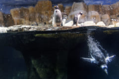 ペンギンのスば抜けた潜水能力は、血液に秘密がある。