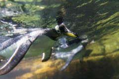 動物園で泳いでいるジェンツーペンギン。
