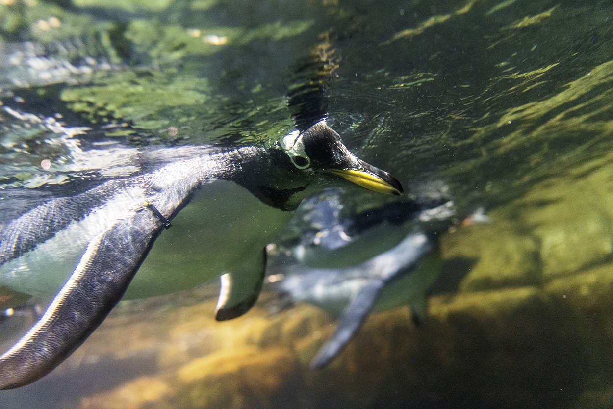 動物園で泳いでいるジェンツーペンギン。