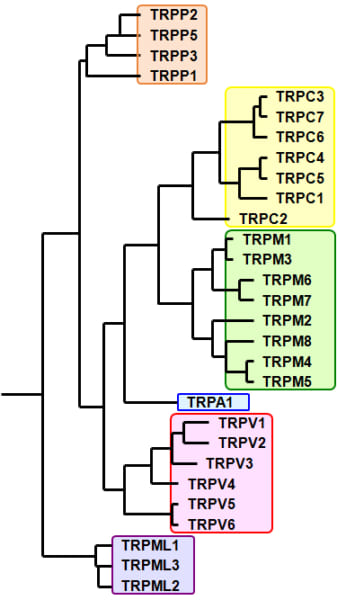 哺乳類TRPチャネルファミリーの系統樹