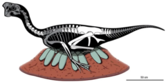 親の骨と卵が一緒に化石化していた