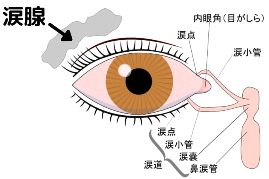 涙腺は左右の目の外側・上あたりに存在する