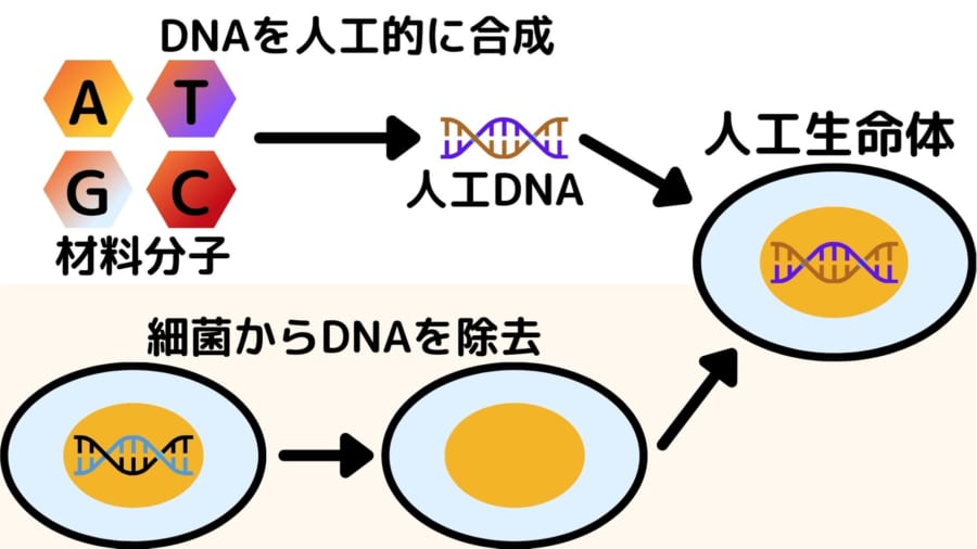 人工生命体は化学合成されたDNAとDNAを抜き取られた細菌を合わせて作られる
