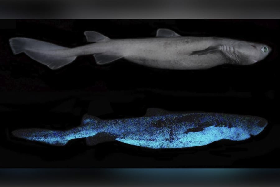 「光るサメ」をニュージーランド沖で発見！ 発光生物としては世界最大
