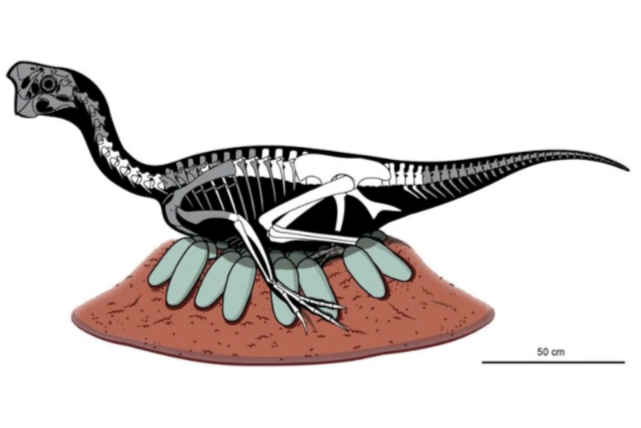 オヴィラプトル類卵 化石