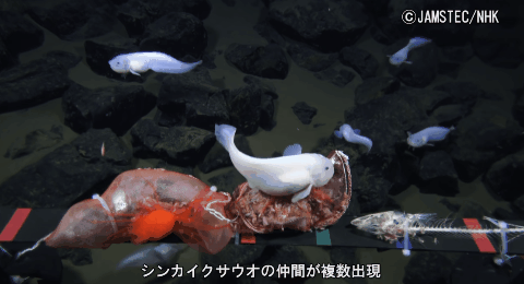 マリアナ海溝の水深8,178mにおいて撮影されたシンカイクサウオ。2017年の撮影時点で魚類を記録した世界最深映像。