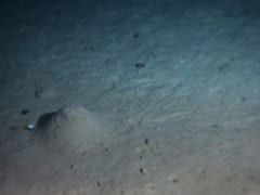 「しんかい6500」が撮影した推進5940ｍの海底の様子。今回の研究はこうした海底堆積物に含まれる微生物に着目している。