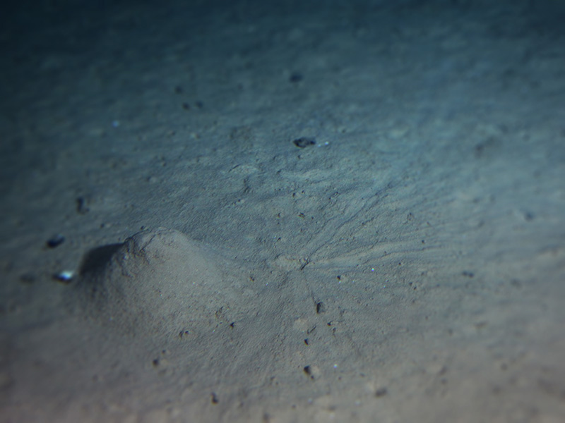 「しんかい6500」が撮影した推進5940ｍの海底の様子。今回の研究はこうした海底堆積物に含まれる微生物に着目している。