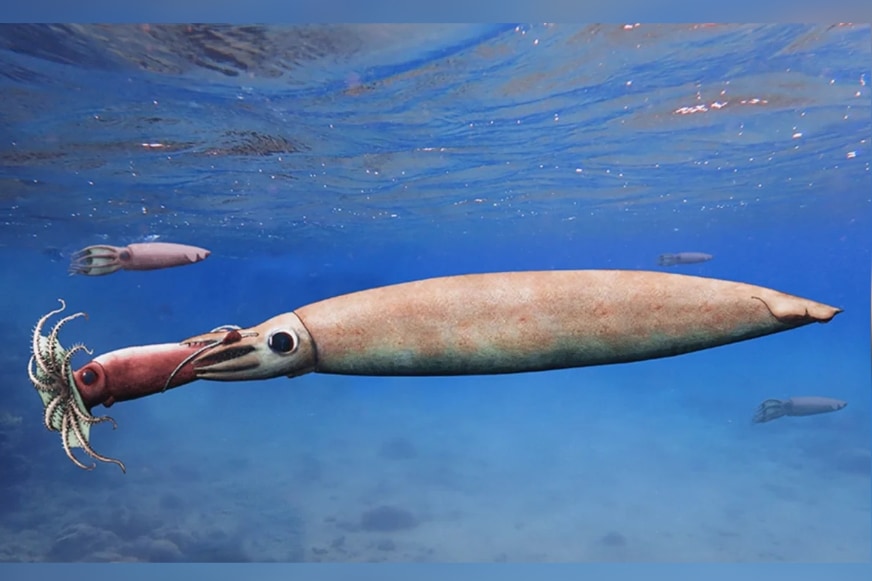 イカを喉に詰まらせて死んだ1億8000万年前の「古代イカ」を発見　獲物の重みで海底に沈んでしまった?!