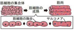 筋芽細胞の成熟