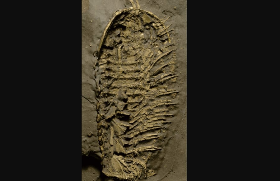 黄鉄鉱に保存された三葉虫の化石