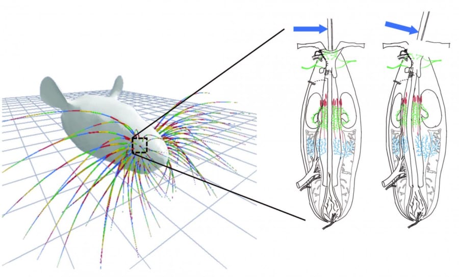 研究のシミュレーションよる、毛包内のヒゲの変形状態。