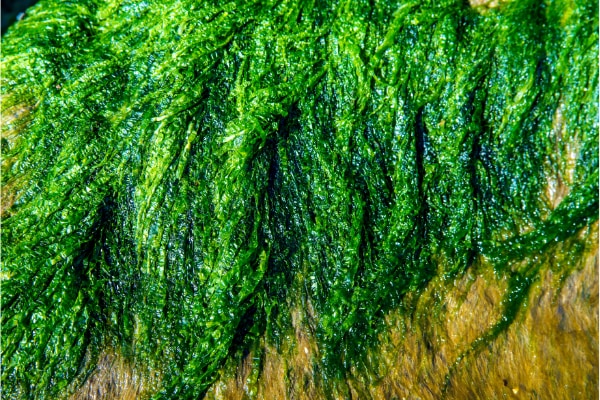 「アオサ」が傷の治癒を助けると判明　海藻とヒトの皮膚の分子構造は似ていた