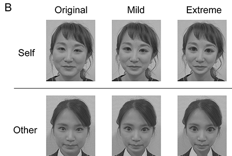 研究で使用された顔画像の例。目やあごなどのサイズを変更しても脳の活動は変わらない。