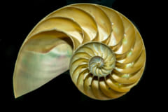 対数螺旋の法則が見られる殻