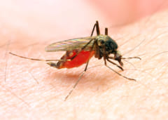 蚊が吸っていた血から泥棒のDNAを採取