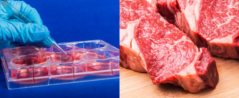 培養細胞を立体的な肉に成長させる