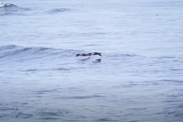 ペリカンは海面すれすれを波に沿って飛ぶ