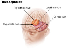 "Hypothalamus"が視床下部。室傍核はこの視床下部の内側部に位置する。