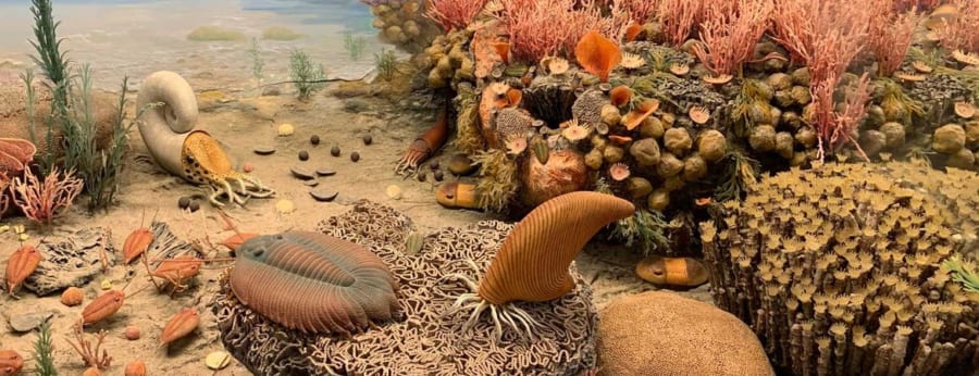 4億5000万年前の海の生き物は「足の根元でエラ呼吸」していた?!