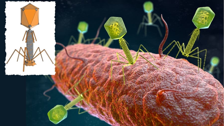 シアノファージウイルスは藍藻類に感染するウイルスで、ZTGC型のゲノムを持っている