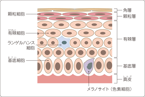 表皮の構造と細胞。悪性黒色腫はメラノサイトのがん化。
