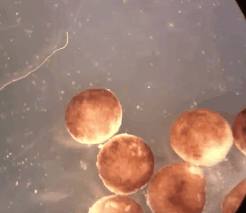 カエルの胚から皮膚細胞を分離する様子
