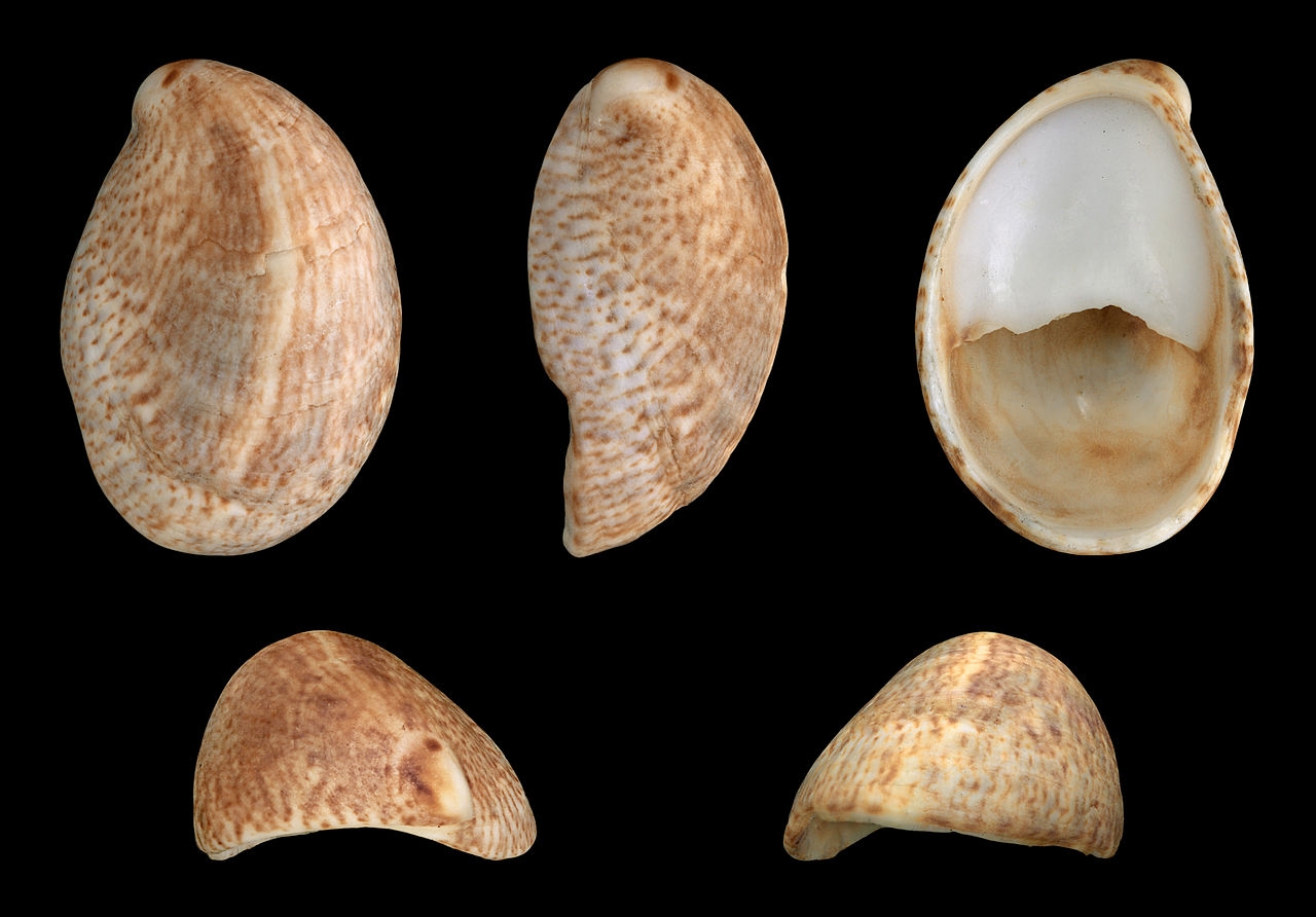 ネコゼフネガイの貝殻