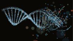 長寿遺伝子はDNAのエラーを減らす効果を発揮する