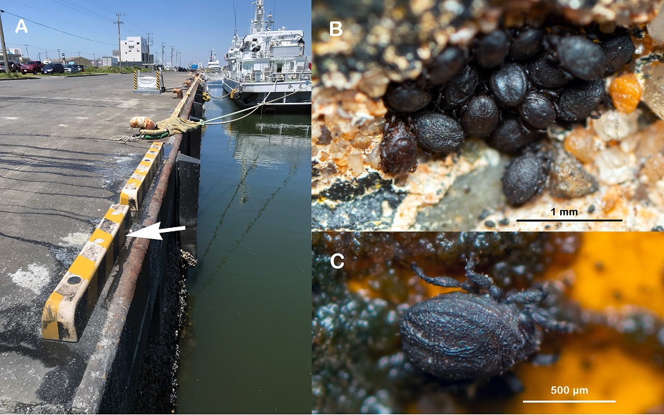 （A）発見場所の銚子外港、矢印が最終地点。（B,C）ツイッターに投稿されたチョウシハマベダニの画像。