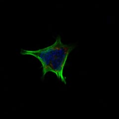 アクチン細胞骨格（緑）を染色したもの。この細胞で、TGR5が活性化すると細胞質にNPY（赤）が蓄積されて、その放出がブロックされる