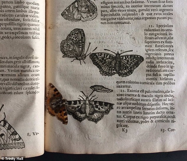 400年近く前の古書に蝶を発見