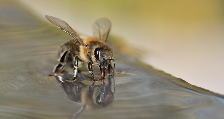 ハチの訓練で新型コロナを検出、感染者の匂いに反応して「舌を出す」
