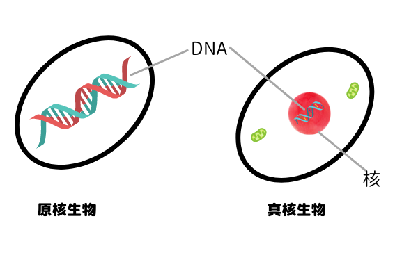 DNAがむき出しなのが原核生物。DNAが核に包まれているのが真核生物。