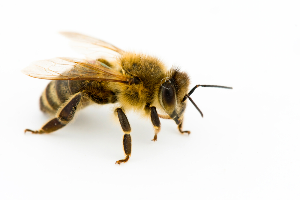 コロナを検出できるハチが登場⁈
