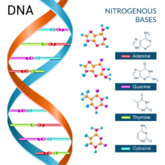 DNAは4種類の核酸が鎖となって情報を保存している。これを読み出すためには遺伝子解析が必要になる。