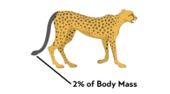 チーターの尻尾の質量は全体の2%