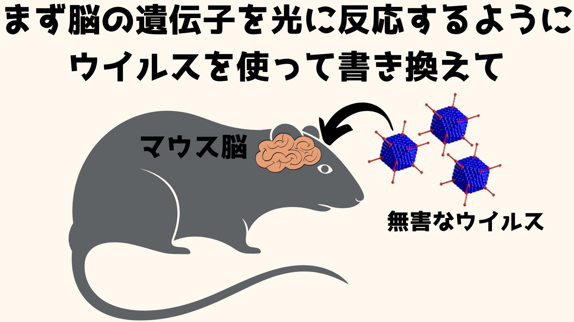 マウスの脳細胞を光に反応するように、ウイルスを使って遺伝子を書き換える
