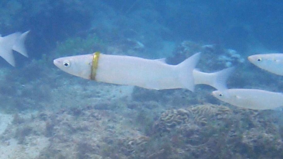 奇跡！海に落とした「結婚指輪」をはめた白魚が見つかる（オーストラリア）