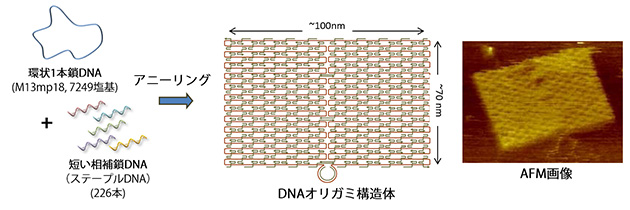 DNAオリガミの作成方法