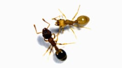 黄色いアリが寄生された個体