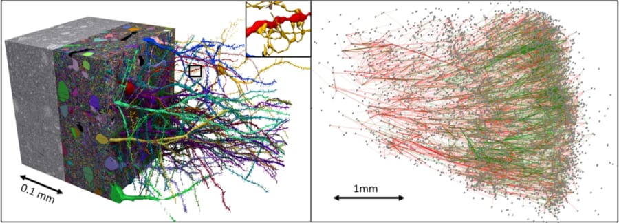 左がサンプルの小さな脳セクション。右はニューロンのサブグラフ。