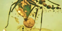 アリのお尻から突き出た新種の菌類