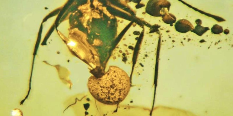 アリのお尻から突き出た新種の菌類